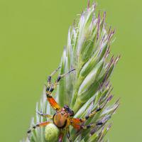 Spider - Araniella species 1 